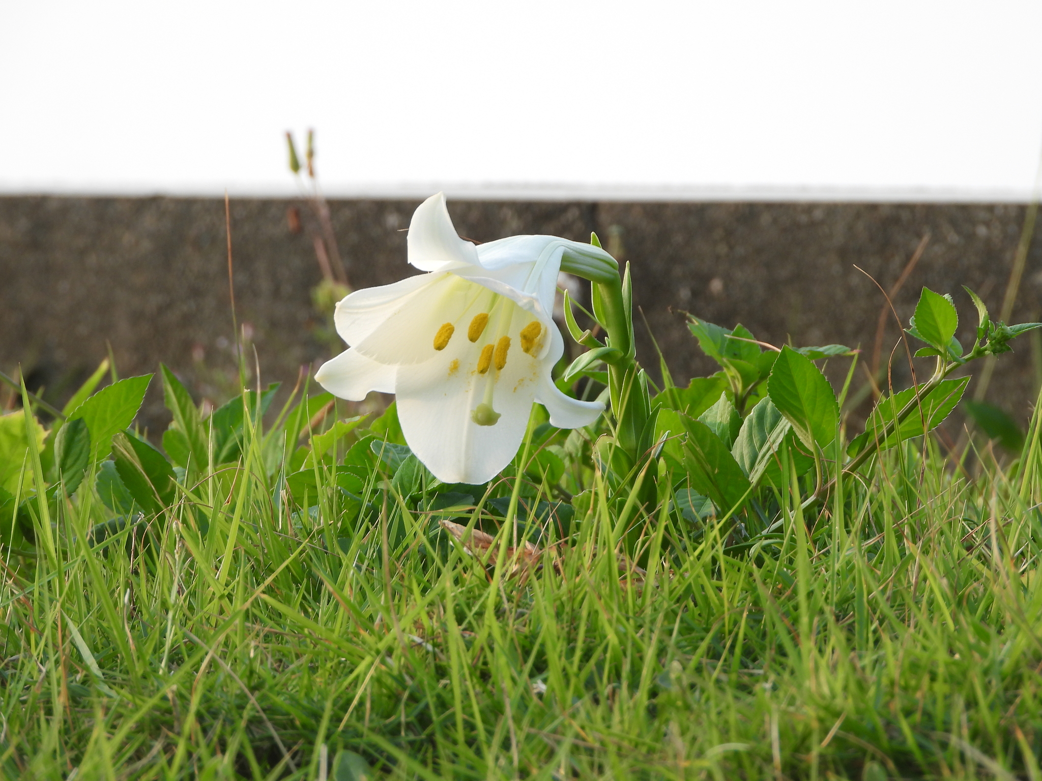 Easter Lily (Lilium longiflorum)