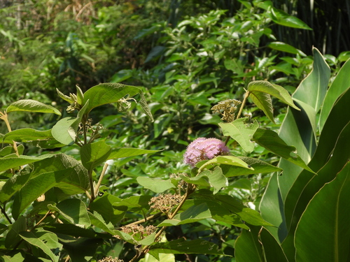 Formosan Beautyberry (Callicarpa formosana)