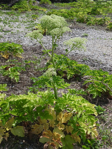 Angelica hirsutiflora, photograph 2