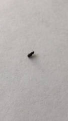 Coleoptera