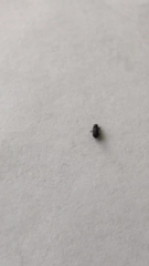 Coleoptera