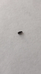 Coleoptera