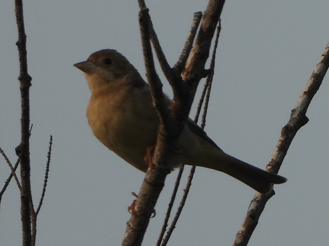 Black-headed Bunting (Emberiza melanocephala), photo 1
