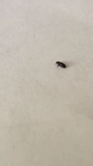 Coleoptera