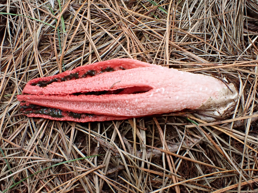 Clathrus archeri · April 2026 · photo: © rayjackson (iNaturalist, cc-by)