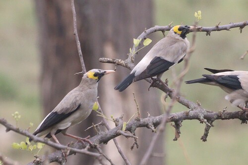 Wattled Starling (Creatophora cinerea), photo 4