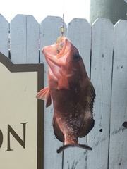 Epinephelus morio