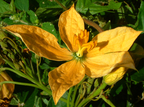 Cogniauxia podolaena (Cogniauxia podolaena)