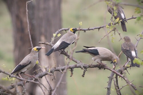 Wattled Starling (Creatophora cinerea), photo 5