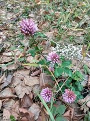 Trifolium pratense