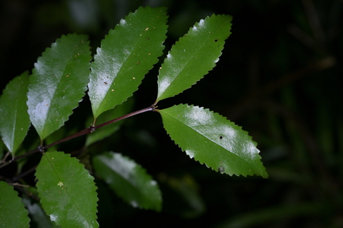 Pukatea (Laurelia novae)