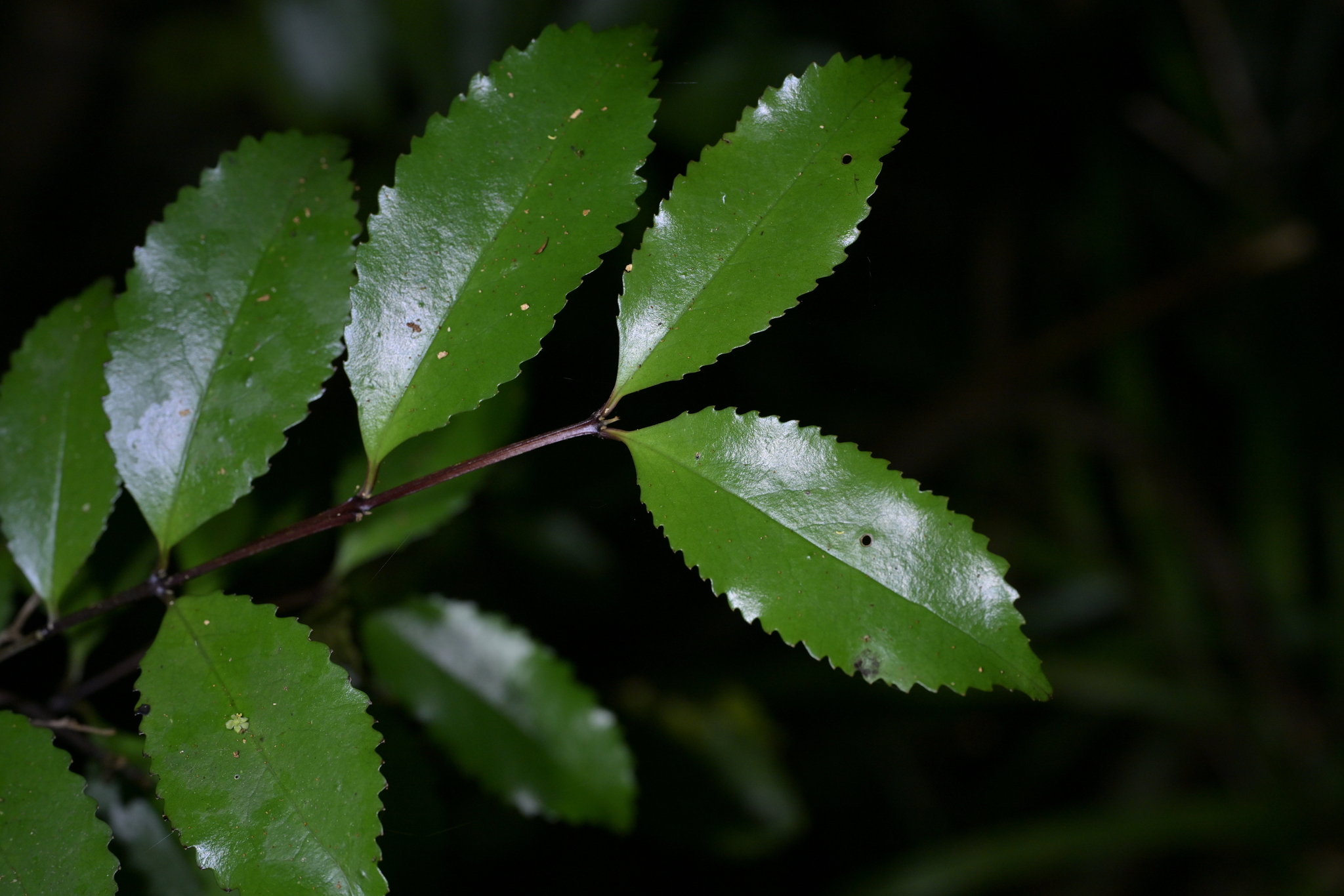 Pukatea (Laurelia novae)
