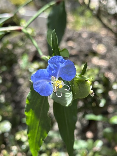 Commelina observed 2026-04-05