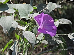 Ipomoea dumosa