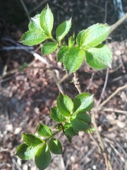 Magnoliopsida