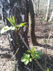 Magnoliopsida