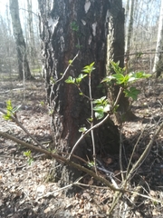 Magnoliopsida