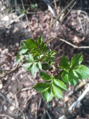 Magnoliopsida