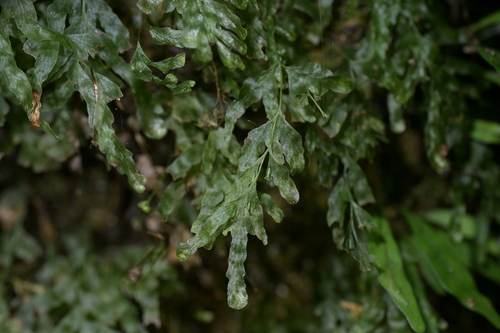veined bristle-fern (Trichomanes venosum)