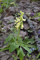 Corydalis cava marschalliana