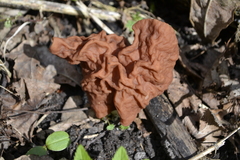 Gyromitra fastigiata