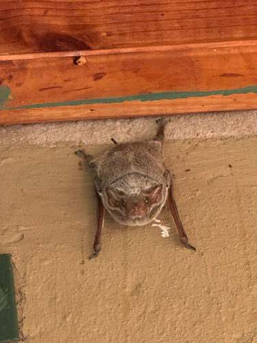 Mauritian Tomb Bat
