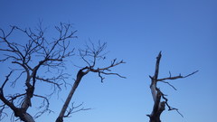 Merops superciliosus