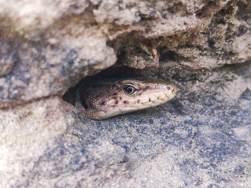 Rock Lizard