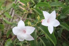 Cryptostegia grandiflora