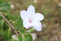 Cryptostegia grandiflora