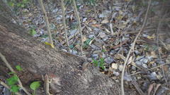 Trachylepis comorensis