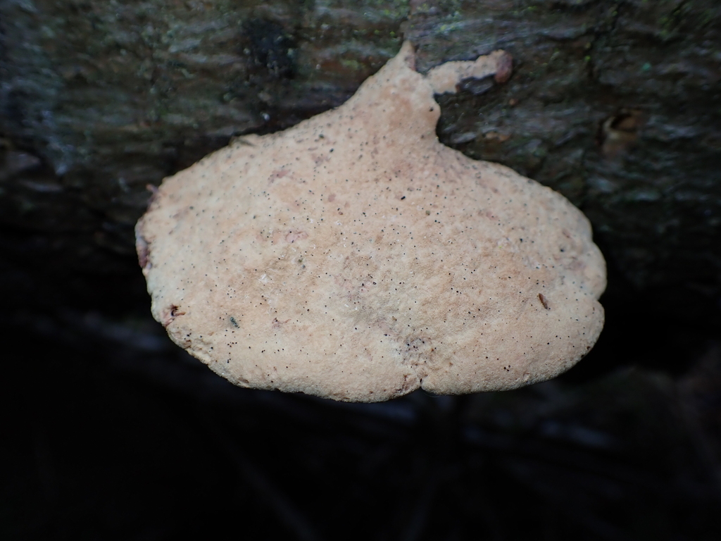Hapalopilus rutilans · April 2026 · photo: © rayjackson (iNaturalist, cc-by)