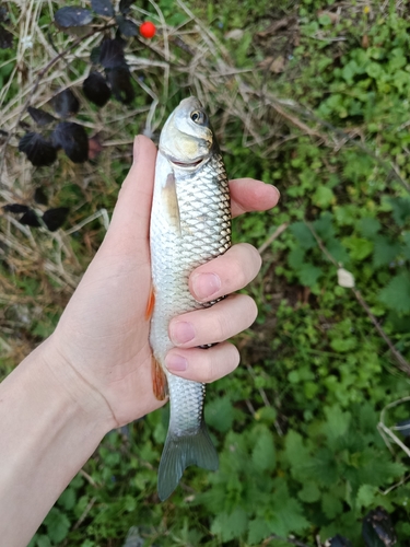 Squalius cephalus