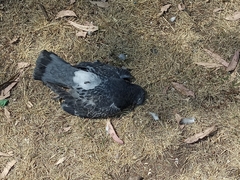 Columba livia