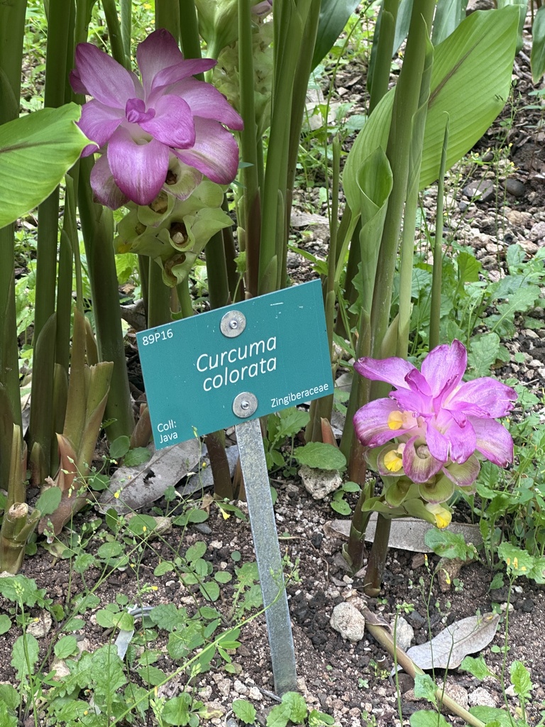 Curcuma colorata (Curcuma colorata)