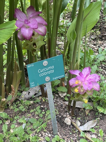 Curcuma colorata
