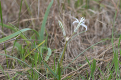 Androstephium coeruleum