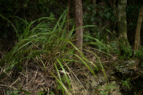 Ink Berry (Dianella nigra)