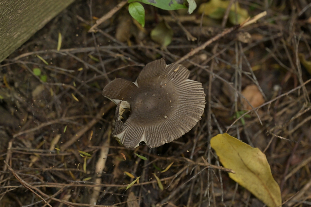 Amanita pekeoides · April 2026 · photo: © christopherstephens (iNaturalist, cc-by)