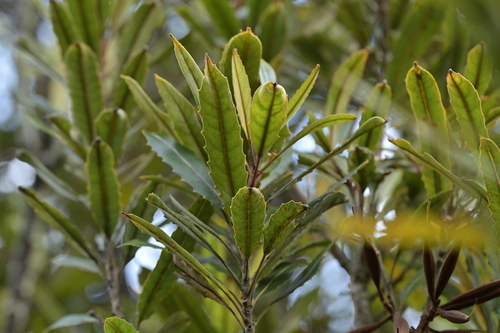 Rewarewa (Knightia excelsa)