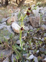 Ophrys exaltata arachnitiformis