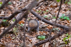 Sciurus vulgaris