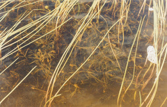 Potamogeton sibiricus