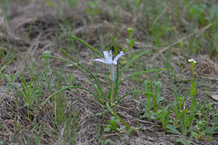 Androstephium coeruleum