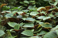 Plectranthus Cilié (Plectranthus ciliatus)