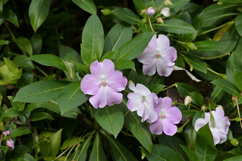Oliver's Touch-Me-Not (Impatiens sodenii)