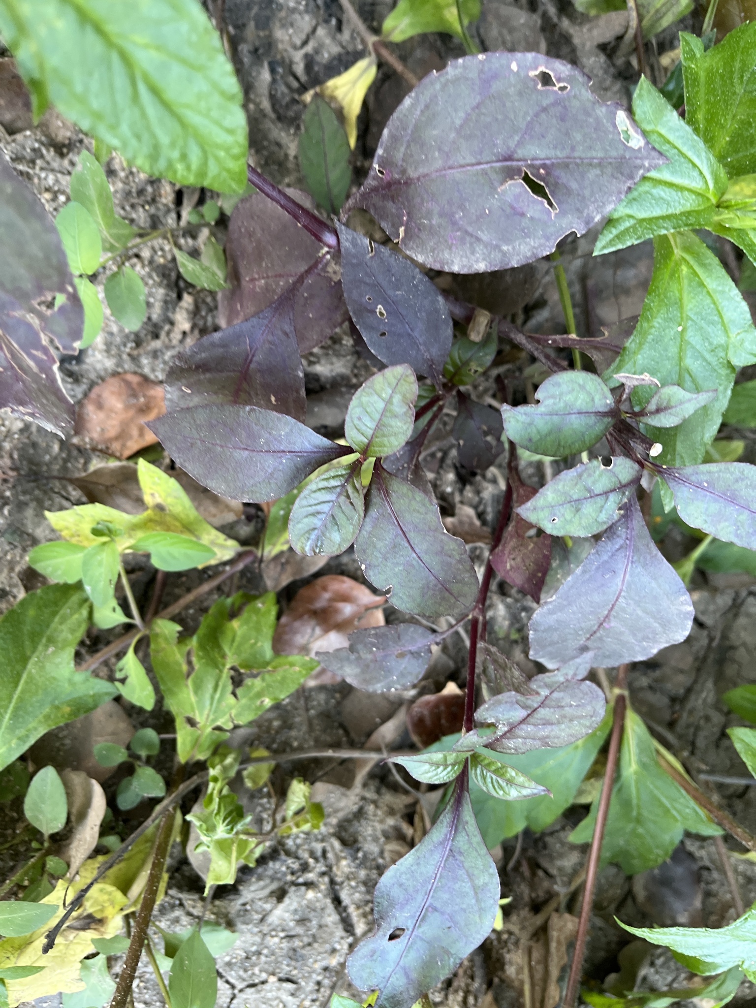 Brazilian Joyweed (Alternanthera brasiliana)