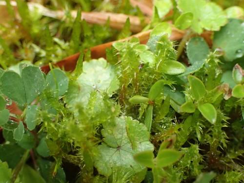 New Zealand Pennywort (Hydrocotyle novae)