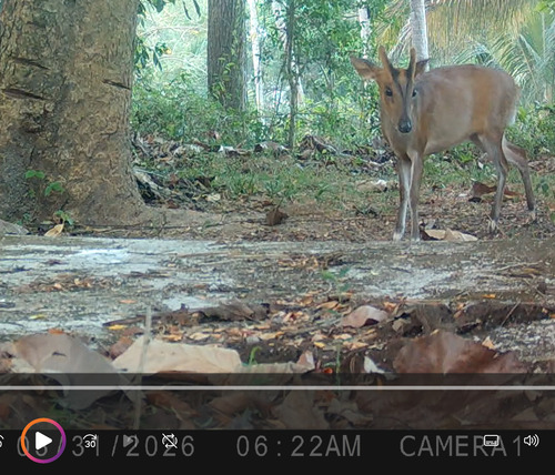 Northern Red Muntjac