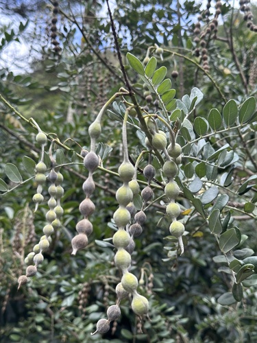 Laburnum, 2026-04-05